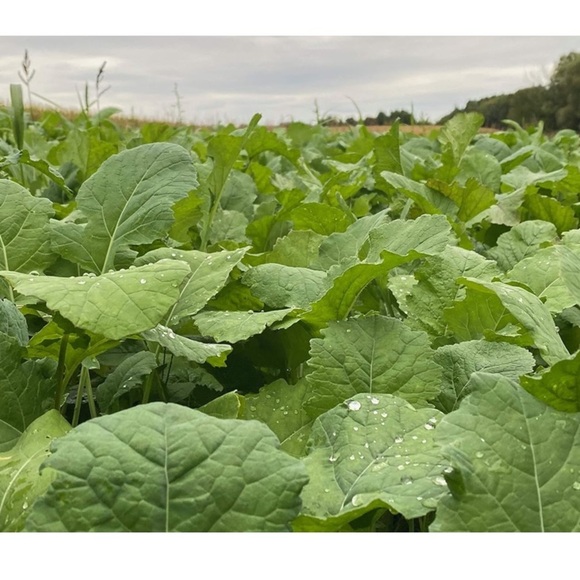 Show Stopper deer food plot seeds 3 lbs - Picture 4 of 7